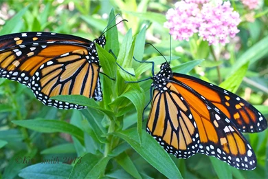 Monarch Butterflys   Lessons   TES