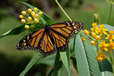 File:Monarch Butterfly Danaus Plexippus On Milkweed Hybrid 2800px ...