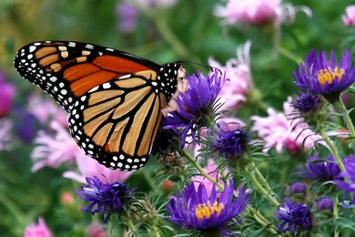 Butterfly HD Wallpapers Collection ~ :: Www.akbarkhan.net ::