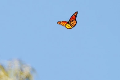 Best Beach   Natural Bridges Beach, California   Monarch Butterfly ...