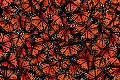 Nobody Ever Suspects The Butterfly...