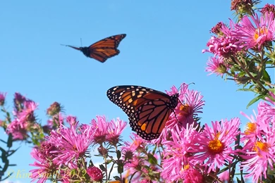 Monarch Butterfly Wallpapers New Collection