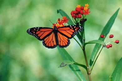 Bugs Monarch Butterfly Nature Flower Wallpapers Pictures Free ...