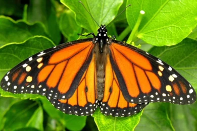 Monarch Butterfly Pictures