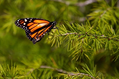 Monarch, Butterfly, Tree   Wallpapers – Yoyowall.com
