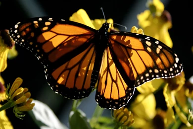 Download Monarch Butterfly Image Wallpapers Free By Udhao.net
