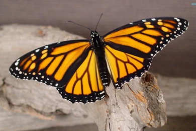 Monarch Butterfly Wallpapers   Animal Wallpapers