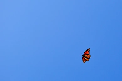 Orange Monarch Butterfly Against Blue Sky