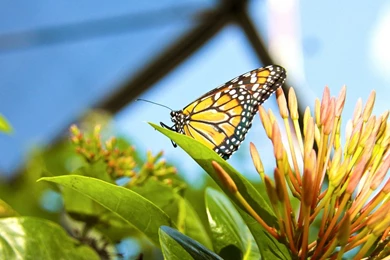 Monarch Butterfly Wallpapers   Animal Wallpapers