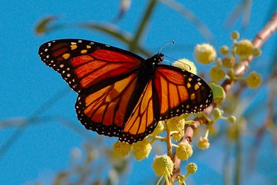 Monarch Butterfly 21 Backgrounds   Hivewallpaper.com