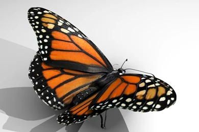 Monarch Butterflys   Lessons   TES