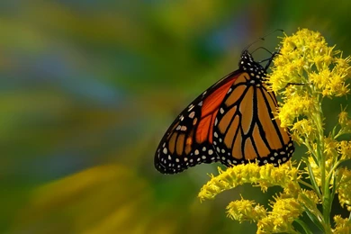 Zoom Monarch Butterfly HD Wallpapers
