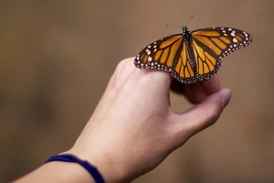 Monarch Butterfly Wallpapers :: HD Wallpapers