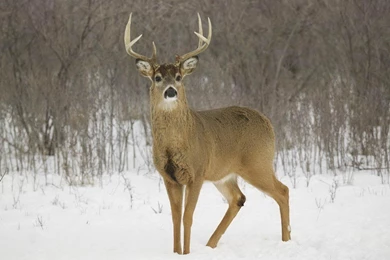 Free Whitetail Deer Wallpapers   Wallpapers Cave