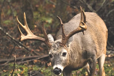 Monster Bucks Wallpapers   Wallpapers Cave