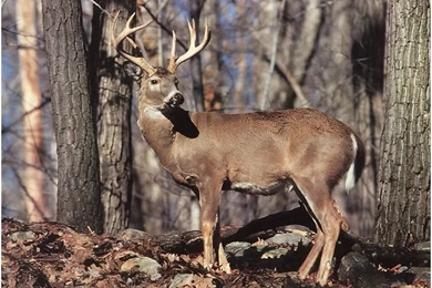 Just Pics Of Whitetail Deer