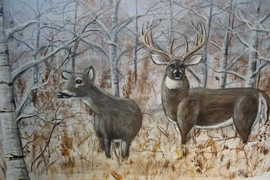 Soaterigling: Whitetail Deer Wallpapers