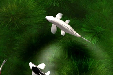 Koi Free Live Wallpapers APK Download   Free Personalization APP ...