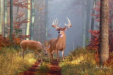 Whitetail Deer Fine Art   Bing Images