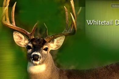 Deer Wallpapers « Animal Spot