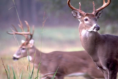 PBS' “Nature” Draws Back The Curtain On “The Private Life Of Deer ...