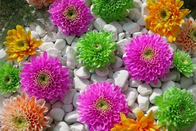 Free Wallpapers Of Flowers   Wallpapers HD Wide