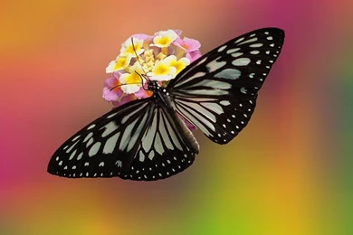 Beautiful HD Wallpapers Collection 1   Wallpapers Download