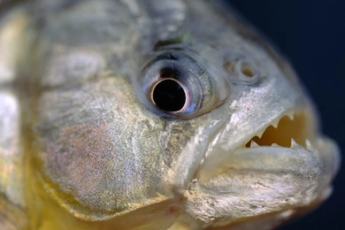 Piranha Wallpapers And Backgrounds Animals Town