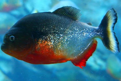 Piranha Fish Photo And Wallpaper. Cute Piranha Fish Pictures