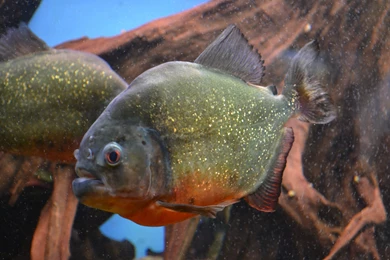 Download Wallpapers 3840x2160 Piranha, Fishes, Predator, Scales ...