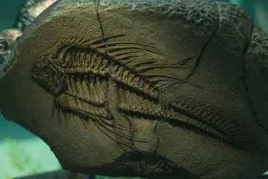 Wallpapers Collections: Piranha