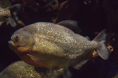 Piranha Photos And Wallpapers. Nice Piranha Pictures