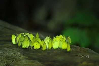 Bing Wallpapers Gallery   Pictures Collection Free Download ...