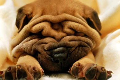 Bulldog Wallpapers HD.jpg