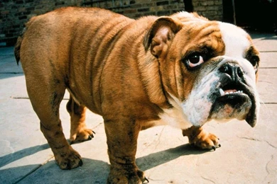 Bulldog Wallpapers HD Backgrounds Download • IPhones Wallpapers