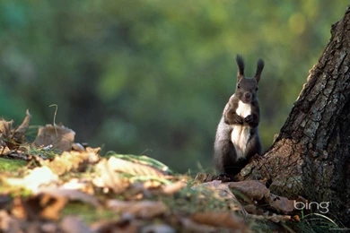 Download 1920x1080 Bing Curious Squirrel Wallpapers