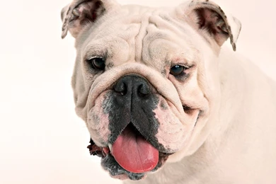 Animals Dogs Bulldog English Bulldog Wallpapers