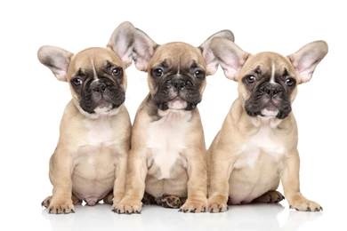 FRENCH BULLDOG WALLPAPER WIN020   Wallpaperinside