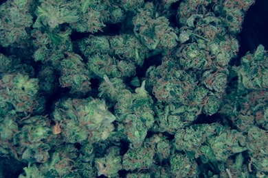 Kush Wallpapers By Davcioo On DeviantArt