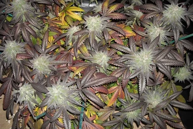 Marijuana Wallpapers