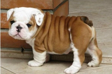 Bulldog Puppies   Wallpaper.