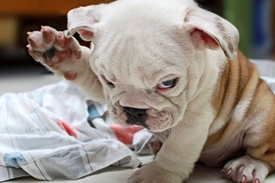 Download Wallpapers 3840x2160 Puppy, Fold, Bulldog, Cute, Dog 4K ...