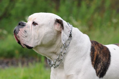 American Bulldog   Wallpaper.