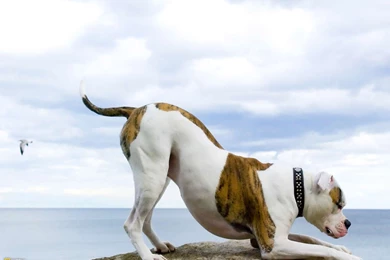 American Bulldog Wallpapers HD Download
