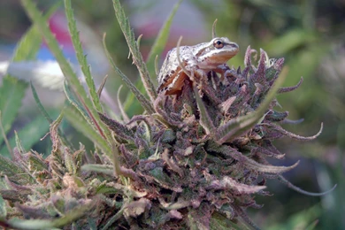 Paper Dump: Outdoor Purple Kush Wallpapers