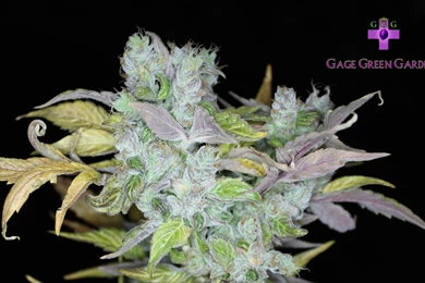 Gage Green Wallpapers