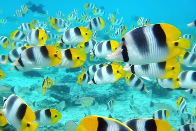 Fish Desktop Backgrounds   Wallpapers Cave