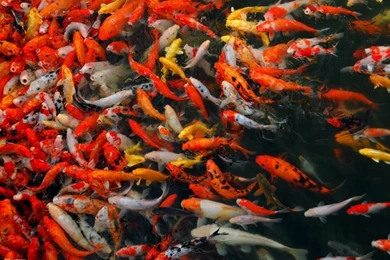 Koi Fish Wallpapers Koi Fish Desktop Backgrounds