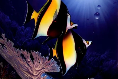 Underwater Fish Desktop Backgrounds Free Wallpapers