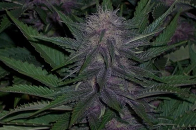 Wallpapers Kush Full Hd 1920x1080